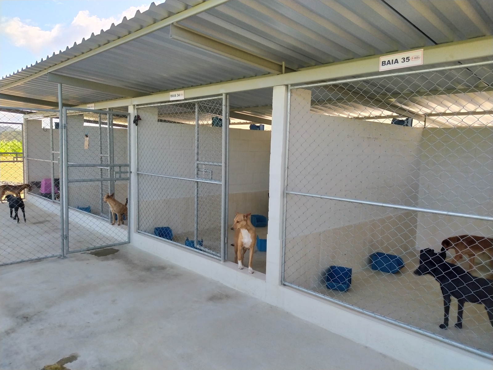 Canil coletivo06.jpg