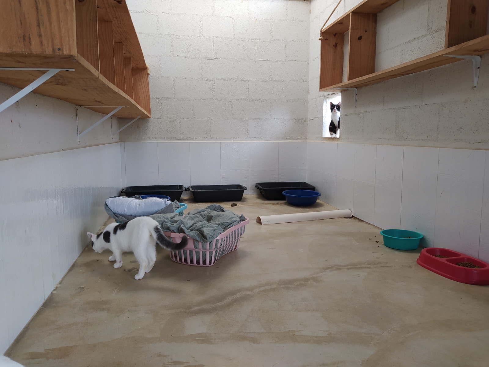 Gatil experimental01.jpg