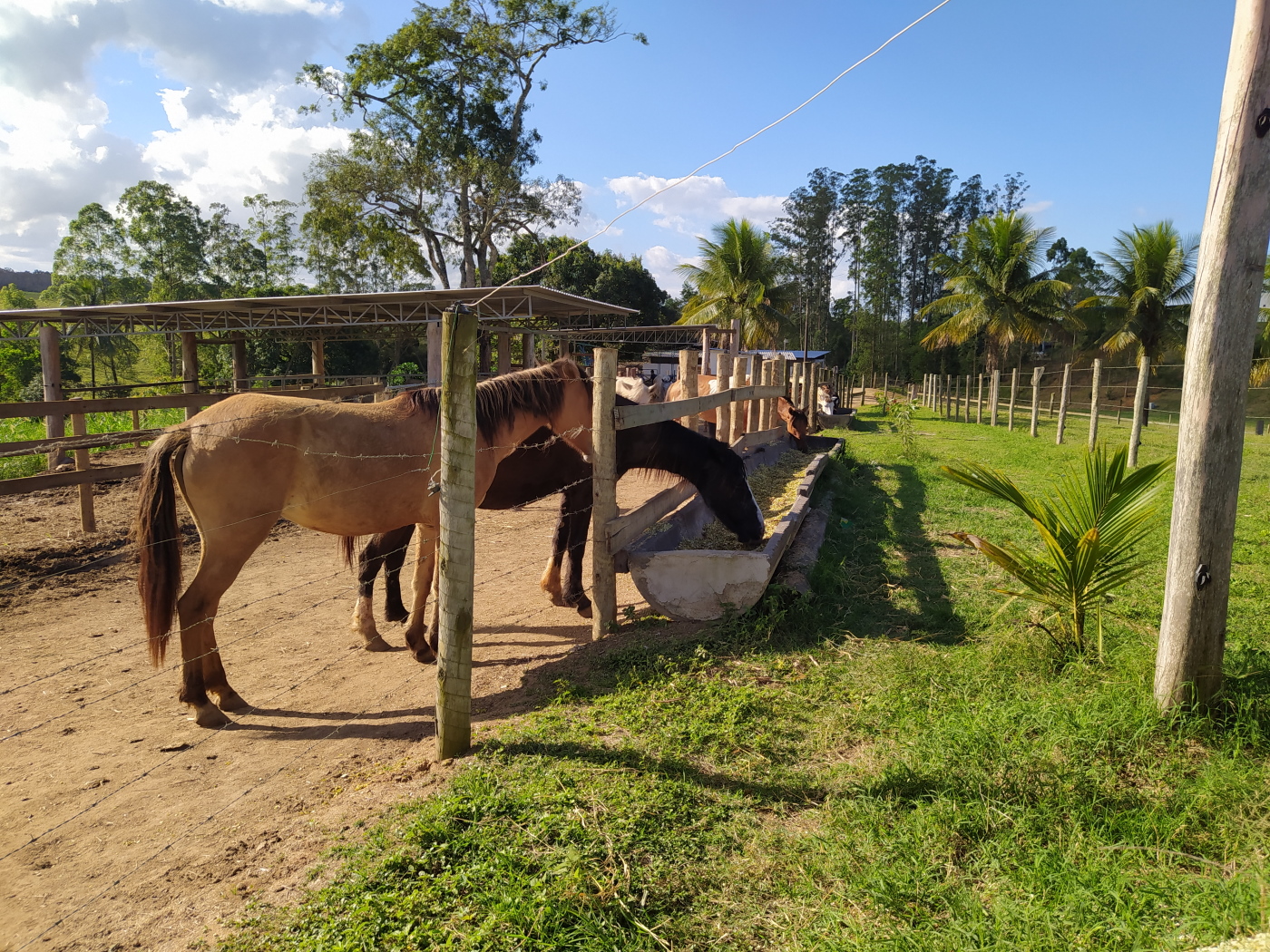 Grandes Animais09.jpg